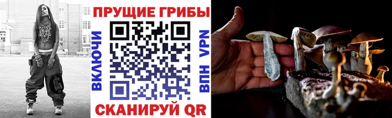как найти   OMG tor  Псилоцибиновые грибы ЛСД  Купино 